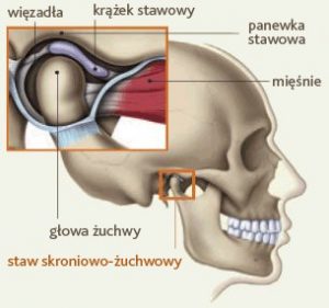 Budowa stawu skroniowo-żuchwowego