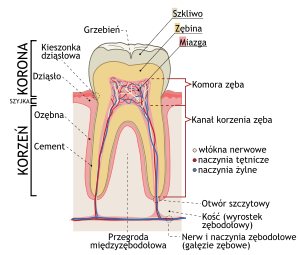 Jak zbudowany jest ząb