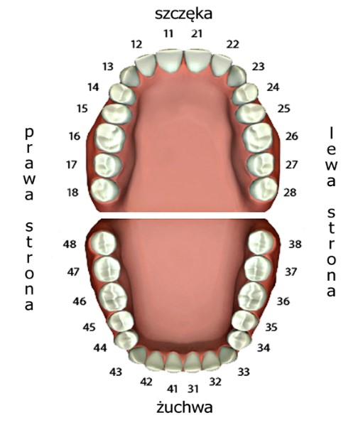 numeracja zębów